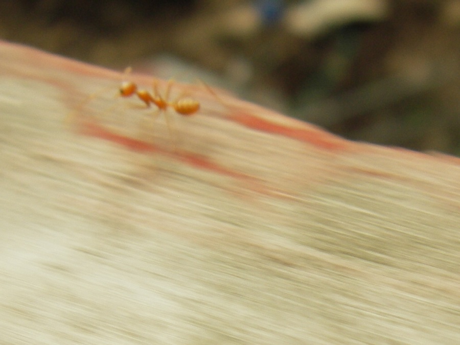 running ant